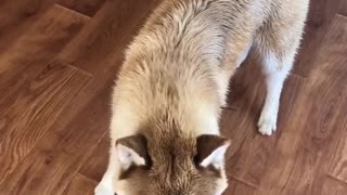 Husky Catching Any food I throw at him