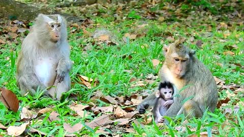 Mother and Adorable Baby Monkey