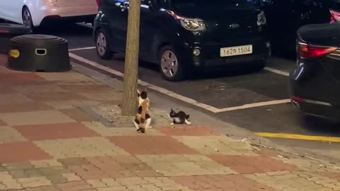 a baby cat practice climbing a tree