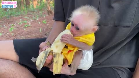 The Process Of Becoming a father Of Baby Monkey_Cut.mp4