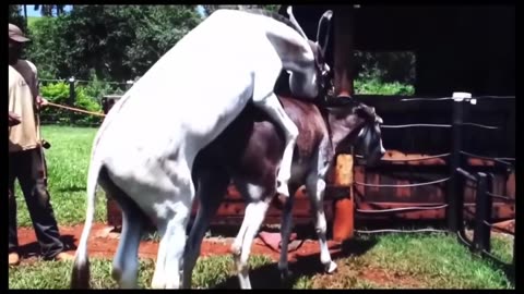 Impossible how donkey mating horse