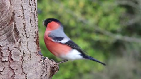 Bullfinches are a genus of passerine birds in the finch family Fringillidae