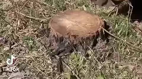 Grinding Down On A Tree Stump