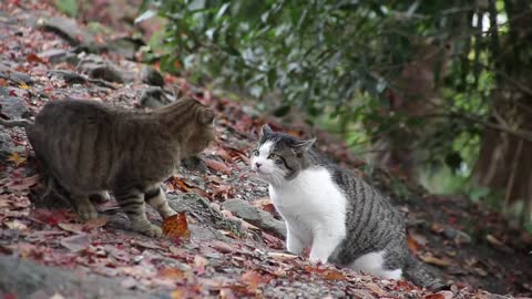 Fanny Cat Fight angry cat
