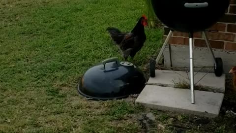 Maximus the rooster