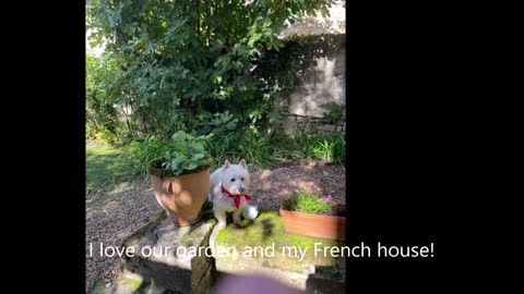 Tavis the Traveling Westie