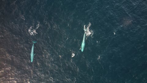 2 Blue Whales cruising past the Point in Bremer Bay WA