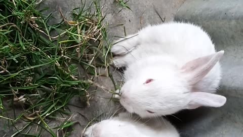 Rabbits eat grass