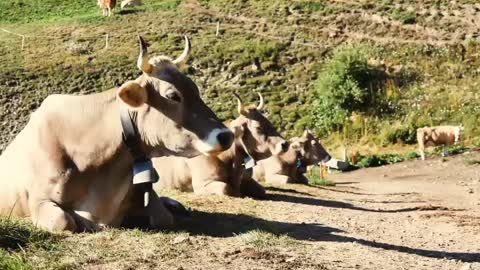 Cow 🐄 video | Cartoon animals 😇 | #animals | #shorts