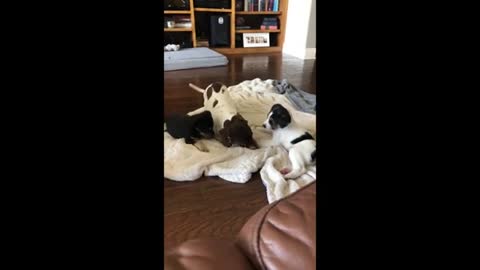 Mini dachshund babysits and entertains Foster puppies