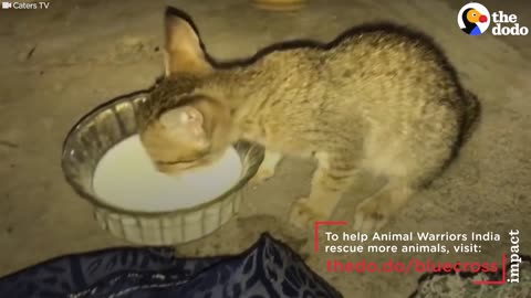Tiny Kitten Uses Instincts To Help Rescuers Save Her | The Dodo