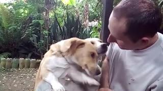 Cachorro 🐕 🐕 caramelo querendo carinho