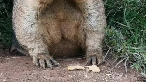 27 Everyone, look at the groundhog shouting to sell tofu, it's so funny