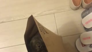 Cat in uber eats bag