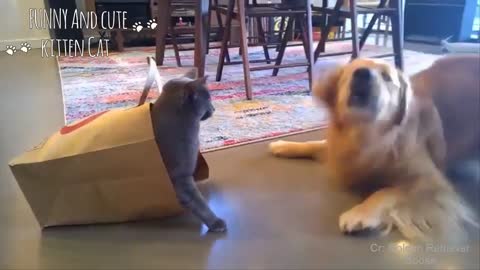 friendship between cat and dog you can see