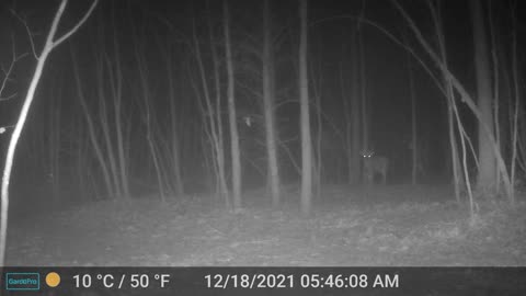 Whitetail Buck in Foggy Woods