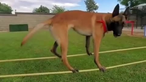 Watch a Dog do balancing