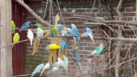 Budgies, lovebirds, java sparrows and cockatiels🤩