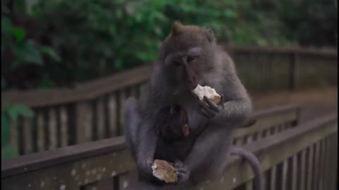 Monkey busy eating and chilling. Viral video cute.