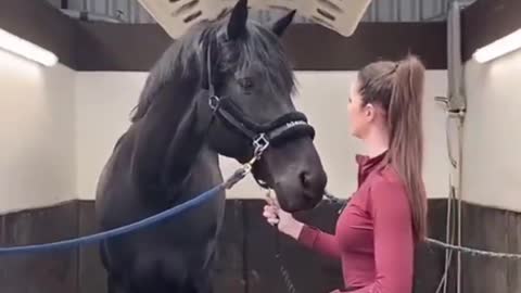 Horse Training For Control - How To Prevent Bucking, Bolting And Violent Spooking