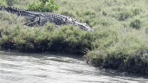 Huge Saltwater Crocodile Launches Off River Bank