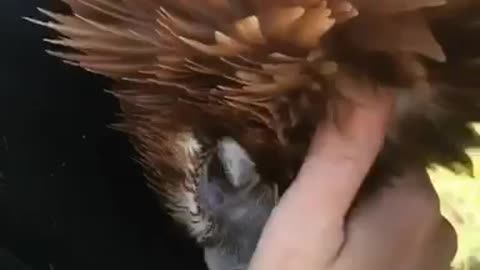 Eagle Preciously Cuddles With Its Owner
