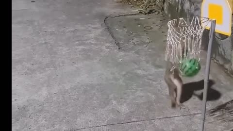 Dog. Funny video. Monkey.