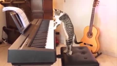 Funniest cat video😃😂