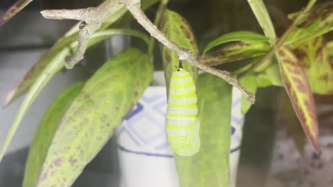 Monarch Caterpillar to Chrysalis