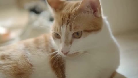 Funny Cat Videos - Cute And Funny Cat Videos-2021