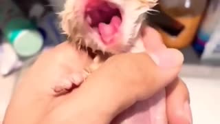 New born kitten meowing