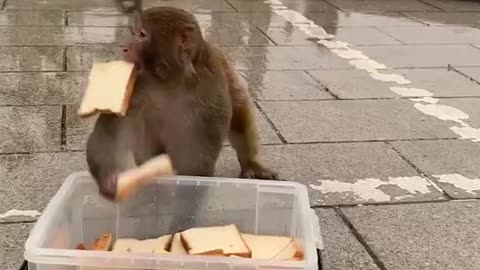 The monkey is too hungry