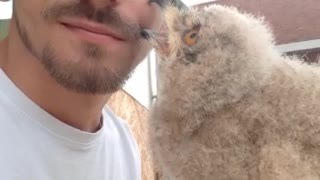 Amazing Pet Owl Preciously Cuddles With Its Owner