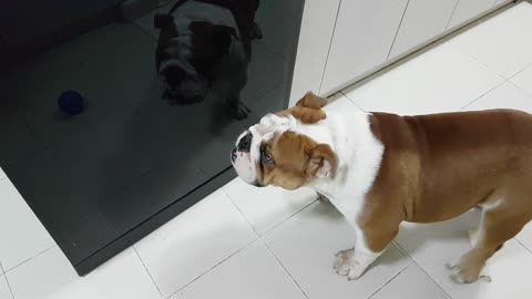 Frustrated dog can't fetch ball in refrigerator reflection