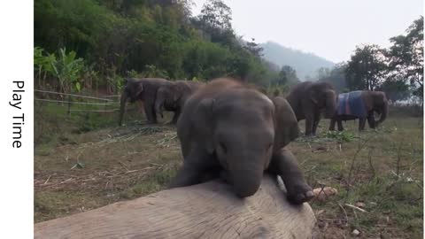Cute Baby Elephant Enjoying Play Time