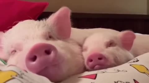 Two cute piglets are ready to go to bed after dinner