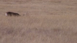 Nice SD Mule Deer Buck unedited footage