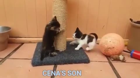 If your cat is John Cena #2