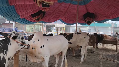 Bakra mandi islamabad