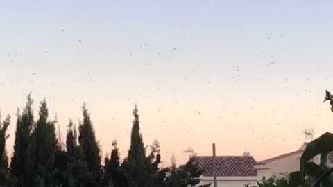 Thousands of Birds going crazy! In Catalonia spain