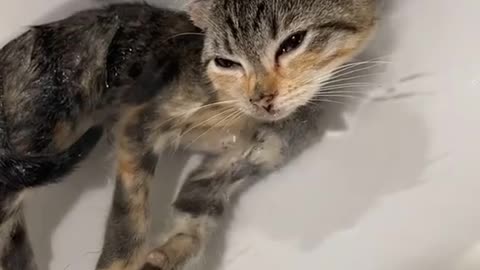 Don't look at me i am taking shower | Cute cats