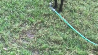 Black dog with red collar in backyard playing with water hose