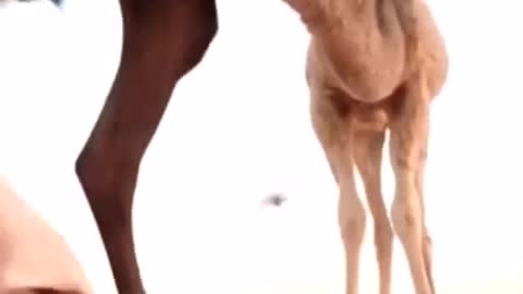 Camel gives sweet chin music to a man