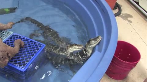 Alligator Feeding Time