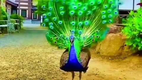 Beautiful peacock dance