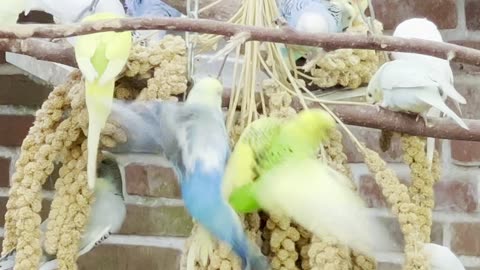 Large flock of budgies in outdoor bird aviary