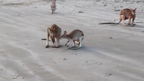 Wallaby Fight On The Beach Of Cape Hillsborough