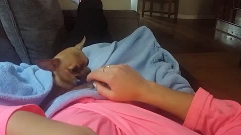 Chihuahua puppy is grumpy when sleepy part 1