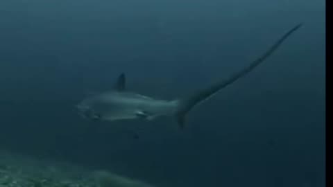 Swimming with a zorro shark