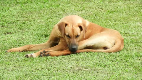 The most beautiful and wonderful dogs in the world 🌏😇